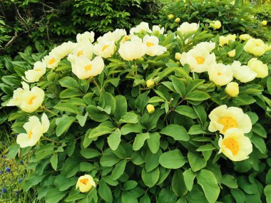 Mlokosevich 'in şakayığı. Paeonia mlokosewitshii Lomak) St. Petersburg botanik bahçesinde turuncu bir ortayla beyaz..