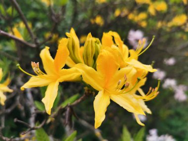 St. Petersburg botanik bahçesinde sarı rhododendron çiçekleri ve tomurcukları.