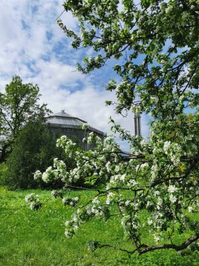 Yeşil ve mavi gökyüzü üzerinde beyaz çiçekli elma dalları.