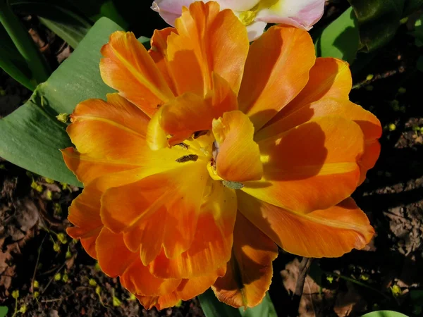 Πορτοκαλί Terry Τουλίπα Ανάμεσα Πράσινα Φύλλα Γιορτή Της Τουλίπας Στο — Φωτογραφία Αρχείου