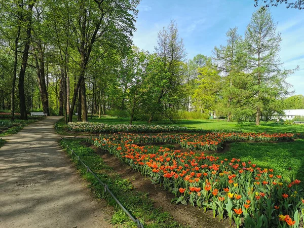 Ağaçların arasında güneşli bir bahar gününde yol boyunca kırmızı laleleri olan büyük bir çiçek tarhı. St. Petersburg 'daki Elagin Adası' ndaki lale festivali..
