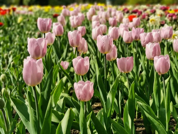 Lit Fleurs Avec Des Tulipes Lilas Par Une Journée Ensoleillée — Photo