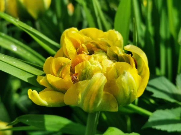 Yellow with green and orange terry peony-shaped tulip in a bud in the sun in raindrops among green leaves. The festival of tulips on Elagin Island in St. Petersburg.