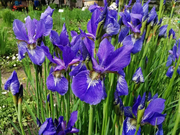 Flores Íris Azul Jardim Botânico São Petersburgo — Fotografia de Stock