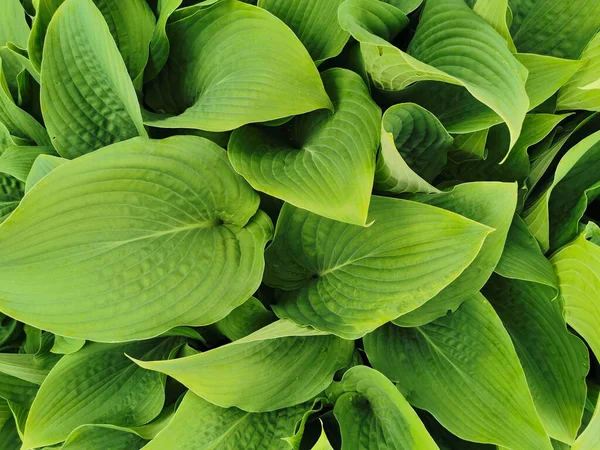 Hosta Verde Ligeramente Retorcida Forma Corazón Vista Superior Jardín Botánico —  Fotos de Stock