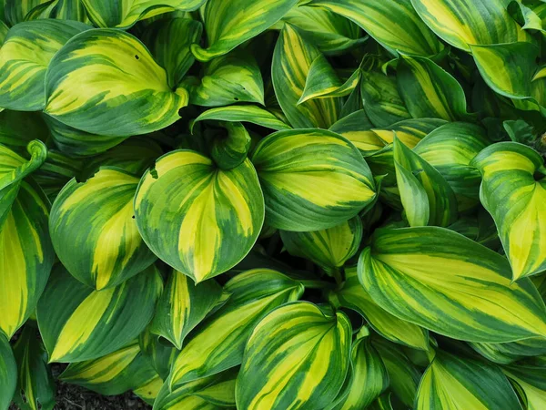 Hosta Verde Amarillo Forma Redonda Vista Superior Jardín Botánico San —  Fotos de Stock