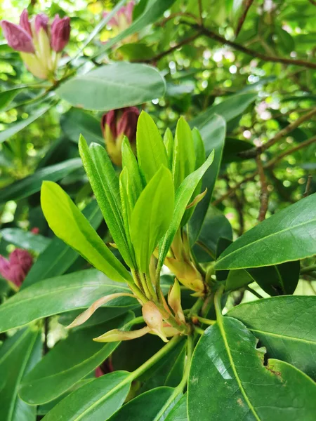 Młode Zielone Liście Rododendronu Ogrodzie Botanicznym Petersburga — Zdjęcie stockowe