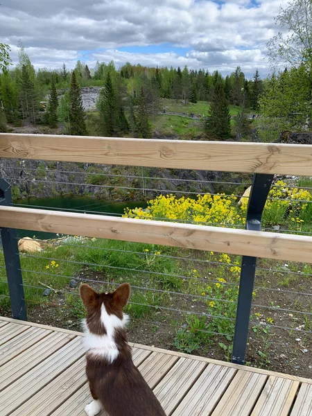 Kahverengi bir Galli Corgi hırkası gözlem güvertesinde oturur ve Ruskeala Dağ Parkı 'ndaki Mermer Kanyon' a bakar..