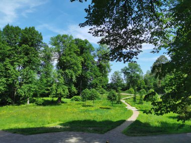 Vyborg şehrindeki Monrepos kayalık doğal parkında, açık bir yaz gününde ağaçların arasında bir patika..