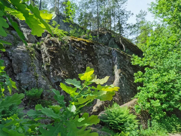 Ett Stengärde Med Träd Som Växer Det Den Steniga Naturparken — Stockfoto