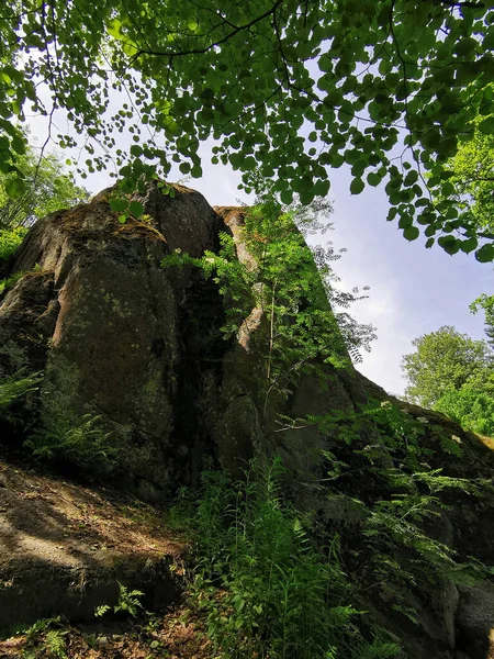 在一个晴朗的夏日 在维堡市的Monrepos岩石自然公园里 有一个巨大的栅栏 树上长满了树木 — 图库照片
