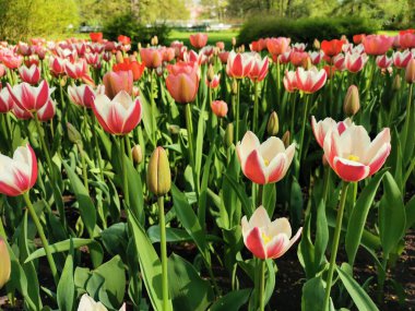 Beyaz, dışı kırmızı çizgili ve lalenin içi bembeyaz. St. Petersburg 'daki Elagin Adası' ndaki lale festivali...