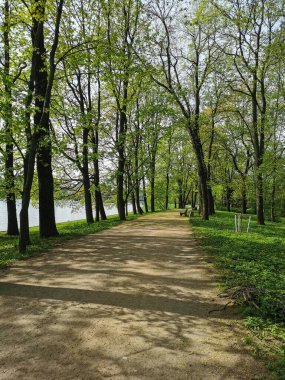 Ağaçlar arasında bankları olan ıssız bir yol, nehir kıyısı boyunca uzanan, güneşli bir bahar sabahı, St. Petersburg 'da Elagin Adası' ndaki bir parkta..