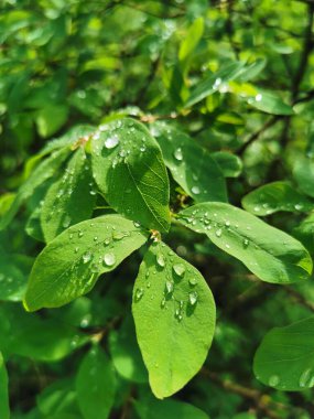 St. Petersburg 'daki Elagin Adası' ndaki parkta, güneşte parlayan bir çalılığın yeşil yaprakları üzerinde bir damla su..