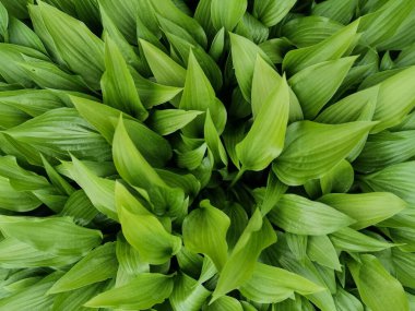 St. Petersburg Botanik Bahçesi 'nin üst manzaralı dar yeşil hosta yaprakları..