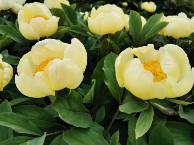 Mlokosevich 'in şakayığı. Paeonia mlokosewitshii Lomak) St. Petersburg botanik bahçesinde turuncu bir ortayla beyaz.
