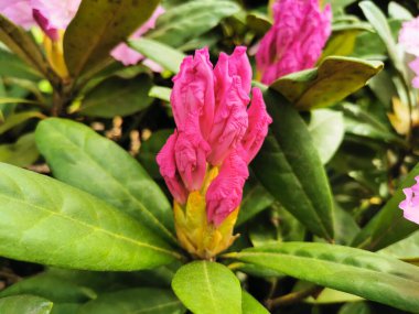 St. Petersburg 'un botanik bahçesinde bir tomurcuk çiçek açmaya başlıyor..