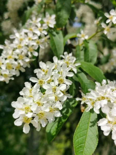 Inflorescência Flor Cerejeira Dia Ensolarado Primavera Parque Ilha Elagin São — Fotografia de Stock