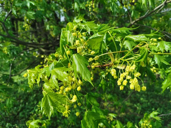 Maple Virágok Fiatal Smaragd Levelek Egy Napos Tavaszi Napon Parkban — Stock Fotó