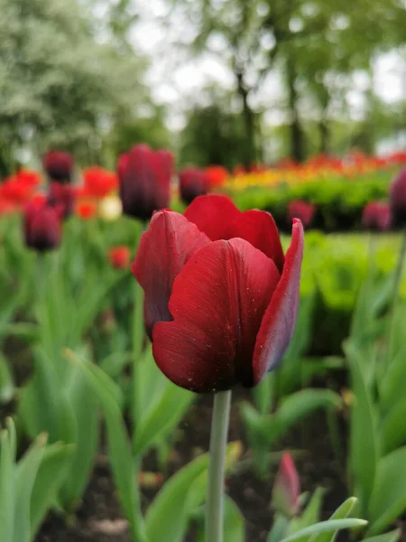 Stock image A red tulip with dark streaks on the outer side of the petal on a bed of green leaves. The festival of tulips on Elagin Island in St. Petersburg.