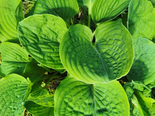 Hosta Verde Redondo Grande Vista Superior Jardín Botánico San Petersburgo —  Fotos de Stock