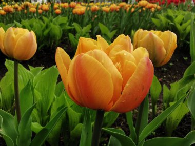 Turuncu damarlı sarı yeşil yapraklar arasında şakayık şekilli lale. St. Petersburg 'daki Elagin Adası' ndaki lale festivali..