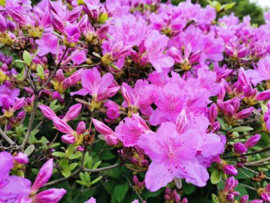 Pembe rhododendron (lat. Rododendron poukhanense Seviyesi.) St. Petersburg Botanik Bahçesinde