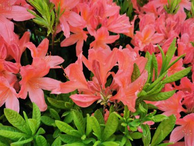 Turuncu Japon rhododendronu (Latince: rhododendron japonicum) (A. St. Petersburg 'daki botanik bahçesinde.