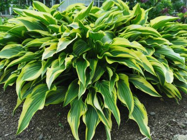 Bush, St. Petersburg botanik bahçesinde sarı kenarlı, yan manzaralı yeşil yapraklara ev sahipliği yapıyor..