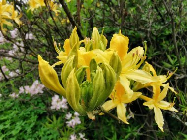 St. Petersburg botanik bahçesinde sarı rhododendron çiçekleri ve tomurcukları.