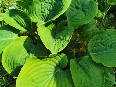 St. Petersburg Botanik Bahçesi 'nde büyük yeşil hosta yaprakları..