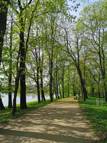 Eine Verlassene Straße Mit Bänken Zwischen Bäumen Die Ufer Des — Stockfoto