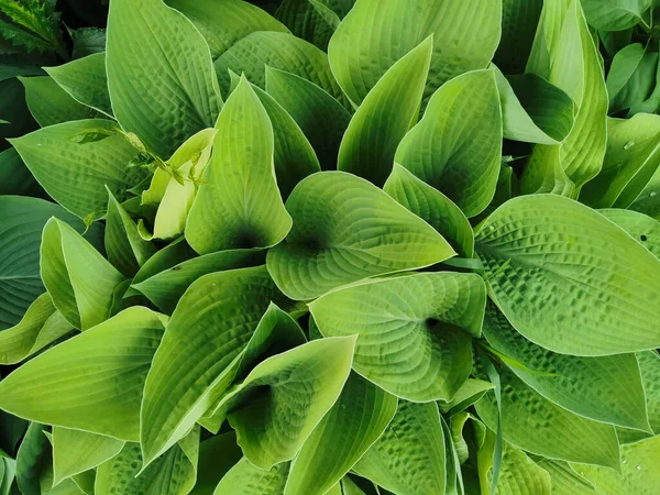 Καρδιά Σχήμα Ελαφρώς Στριμμένα Πράσινα Φύλλα Hosta Κορυφαία Άποψη Στον — Φωτογραφία Αρχείου