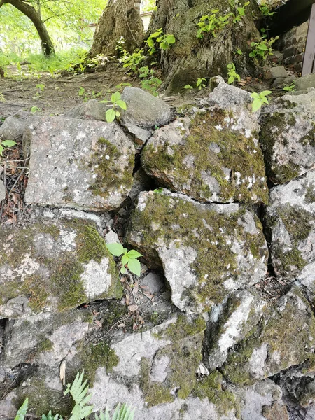 Una Cerca Roca Con Árboles Creciendo Ella Parque Natural Rocoso —  Fotos de Stock