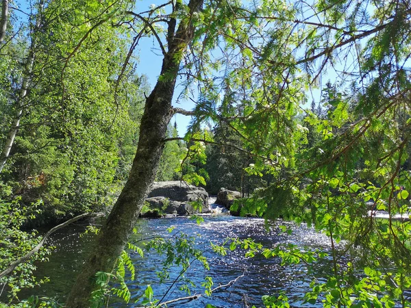 Живописный Водопад Реке Тохмайоки Карелии Окруженный Деревьями Ясным Летним Утром — стоковое фото