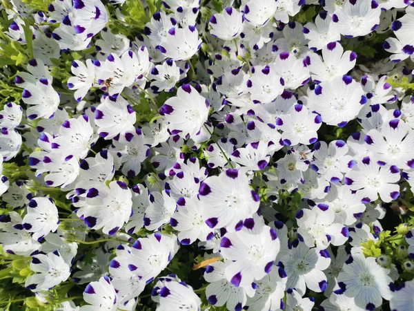 Flores Botões Nemophila Maculata Flores Brancas Com Manchas Roxas Tapete — Fotografia de Stock