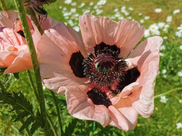 Gros Plan Fleurs Roses Délicates Coquelicot Décoratif Vivace Papaver Avec — Photo