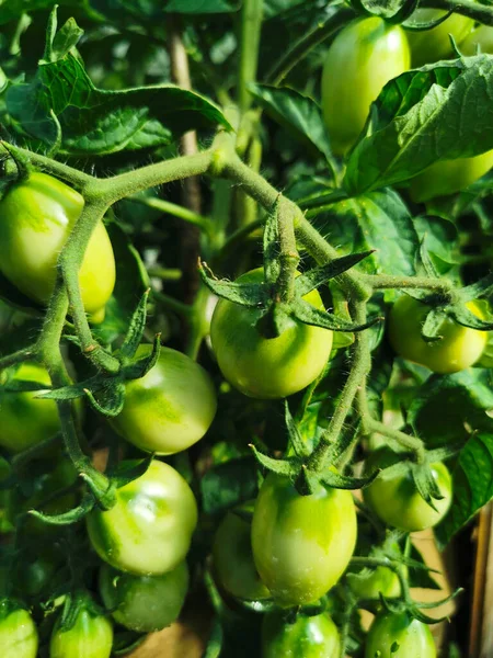 Malá Rajčata Lat Solanum Lycopersicum Které Pěstují Skleníku — Stock fotografie