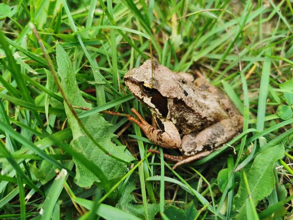 Une Petite Grenouille Brune Aux Pattes Orange Assise Milieu Herbe — Photo