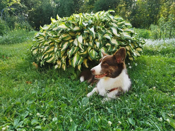 Hnědá Bílá Svetr Welsh Corgi Leží Zahradě Trávě Jetelovými Květy — Stock fotografie