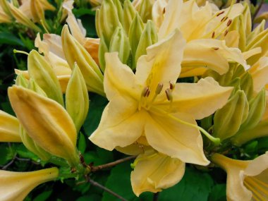 Sarı Japon rhododendronu (Latince: rhododendron japonicum) (A. Suring var. Aureum Wils) St. Petersburg Botanik Bahçesinde.