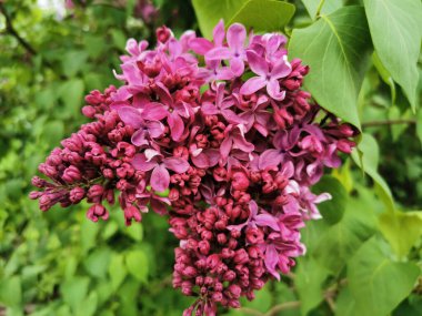 Leylak renkli çiçekli bir dal, bazıları tomurcuklanmış..