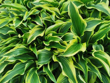 St. Petersburg Botanik Bahçesi 'nde sarı kenarlı, üst manzaralı dar yeşil hosta yaprakları..