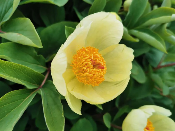 Pivoine Mlokosevitch Lat Paeonia Mlokosewitshii Lomak Blanc Avec Milieu Orange — Photo