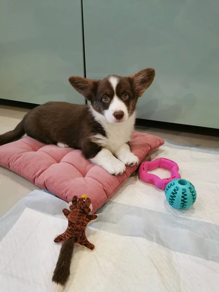 Cachorro Meses Idade Cardigan Welsh Corgi Marrom Com Focinho Branco — Fotografia de Stock