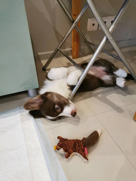 Cachorro Cardigan Welsh Corgi Meses Edad Marrón Blanco Encuentra Espalda —  Fotos de Stock