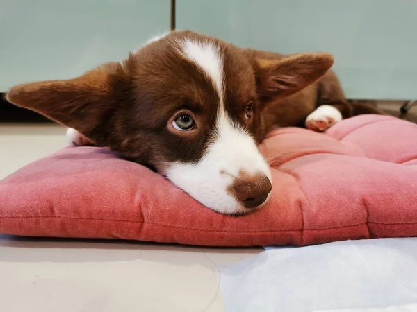 Egy Hónapos Barna Kiskutya Fehér Szájkosaras Walesi Corgi Kardigánnal Fekszik — Stock Fotó