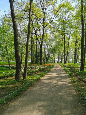 St. Petersburg 'da Elagin Adası' nda güneşli bir bahar sabahı çiçek tarlaları arasında ıssız bir yol..