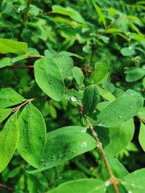 St. Petersburg 'daki Elagin Adası' ndaki parkta, güneşte parlayan bir çalılığın yeşil yaprakları üzerinde bir damla su..
