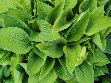 Kalp şeklinde, St. Petersburg Botanik Bahçesi 'nin en üst manzaralı yeşil hosta yaprakları..